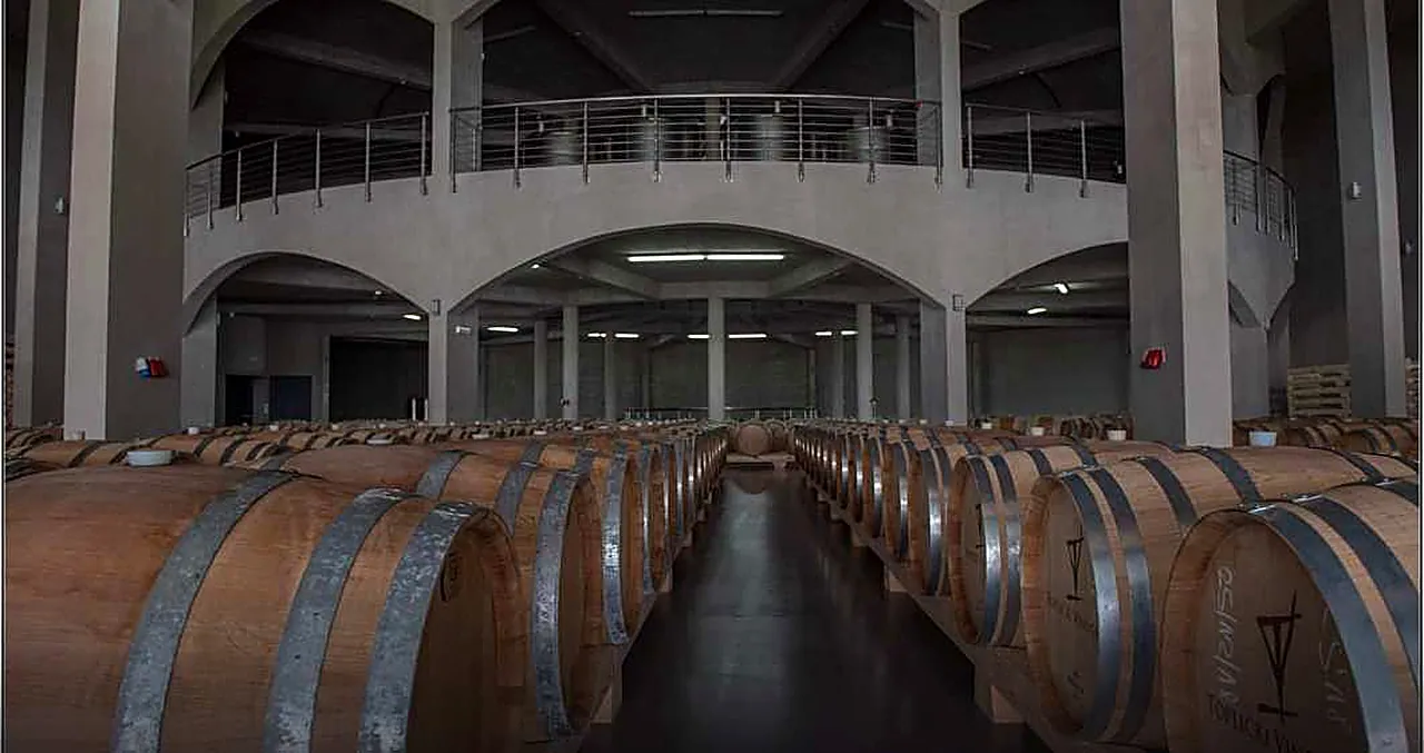 The vaulted cellar under concrete arches, barrels running away in long rows into the dark.